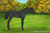 Horse Color:Black 
