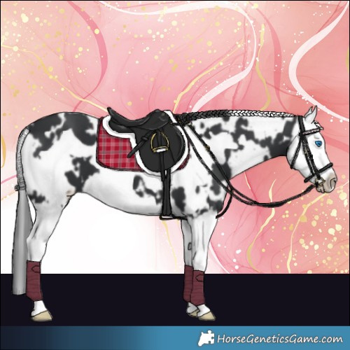 Horse Color:White Spotted Black Splash Frame 