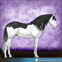 Horse Color:Black Splash