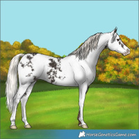 Horse Color:Liver Chestnut Mushroom Sabino 