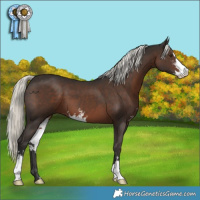 Horse Color:Liver Chestnut Mushroom Sabino 
