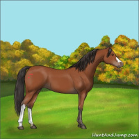 Horse Color:Bay 