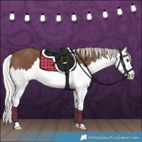Horse Color:Silver Black Splash