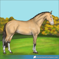 Horse Color:Buckskin Dun Splash 