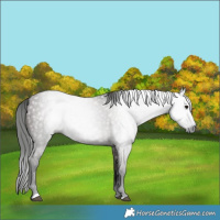 Horse Color:Gray Grullo