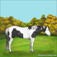 Horse Color:Black Splash Tobiano 