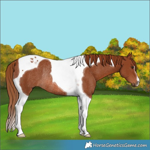 Horse Color:Chestnut Tobiano Rabicano 