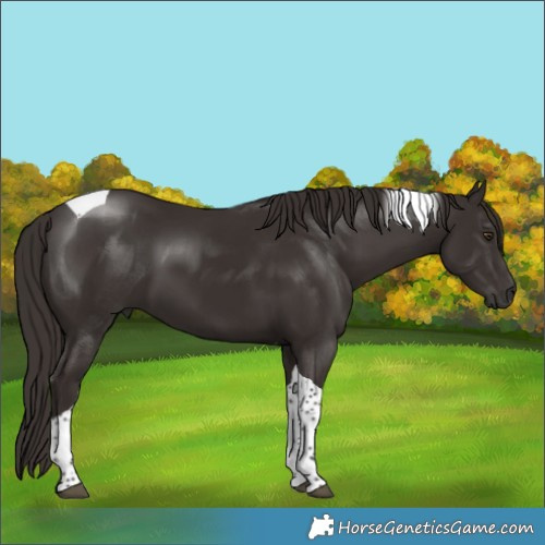 Horse Color:Liver Chestnut Tobiano 