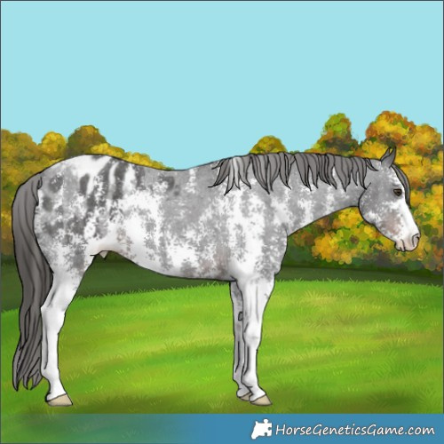 Horse Color:Liver Chestnut Sabino Appaloosa 