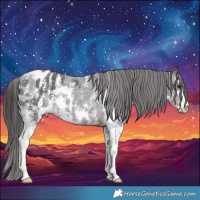 Horse Color:Liver Chestnut Sabino Appaloosa 