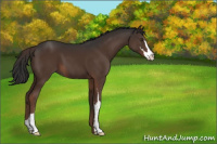 Horse Color:Liver Chestnut Sabino