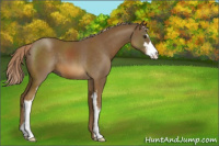 Horse Color:Chocolate Palomino Sabino