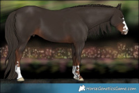 Horse Color:Liver Chestnut 