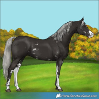 Horse Color:Liver Chestnut Mushroom Sabino 