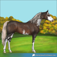 Horse Color:Liver Chestnut Mushroom Sabino 