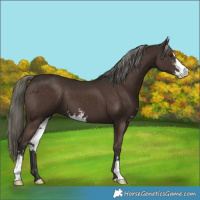 Horse Color:Liver Chestnut Mushroom Sabino 