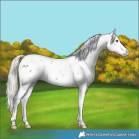 Horse Color:Liver Chestnut Mushroom Sabino 