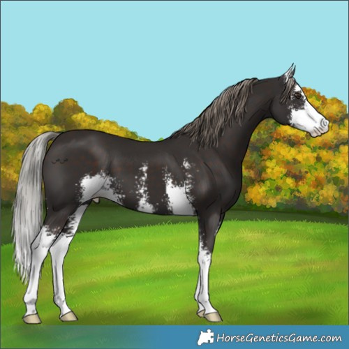Horse Color:Liver Chestnut Mushroom Sabino 