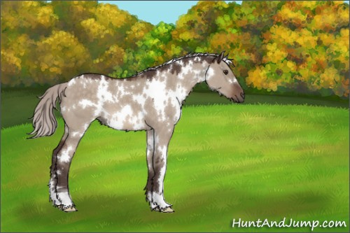 Horse Color:White Spotted Silver Brown Dun Mushroom 