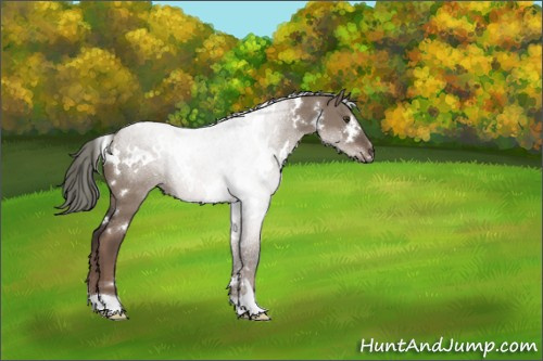 Horse Color:White Spotted Liver Red Dun Mushroom 