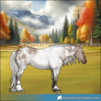 Horse Color:White Spotted Silver Brown Dun Mushroom Rabicano 