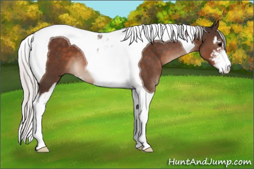 Horse Color:Silver Brown Mushroom Sabino Tobiano 