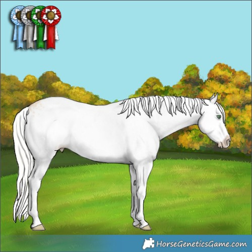 Horse Color:White Spotted Silver Amber Champagne Dun Splash Appaloosa Rabicano 