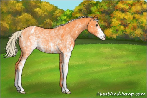 Horse Color:Watercolor White Spotted Chocolate Palomino Appaloosa 