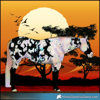 Horse Color:Nacre White Spotted Buckskin Pearl Sabino Splash Blanket 