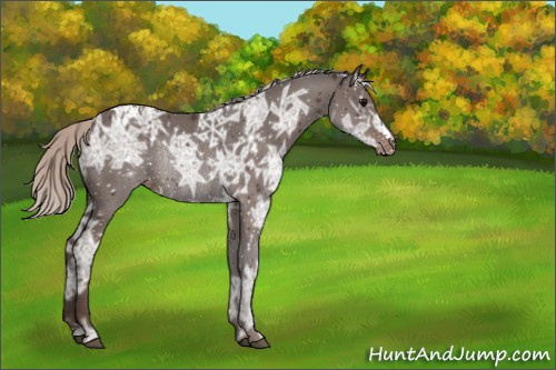 Horse Color:Silver Black Ice Appaloosa Rabicano 