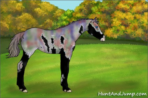 Horse Color:Nacre Grullo Splash Appaloosa 