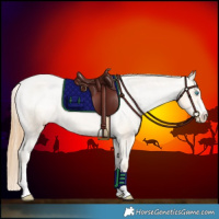 Horse Color:Buckskin Pearl Appaloosa Rabicano 