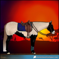 Horse Color:Bay Dun Splash Appaloosa 