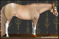 Horse Color:White Spotted Liver Chestnut Pearl Appaloosa