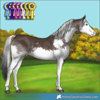 Horse Color:Liver Chestnut Mushroom Sabino Splash 