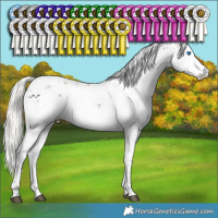 Horse Color:Liver Chestnut Mushroom Sabino Splash 