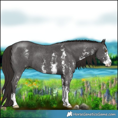 Horse Color:Liver Chestnut Sabino 