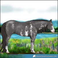 Horse Color:Liver Chestnut Sabino