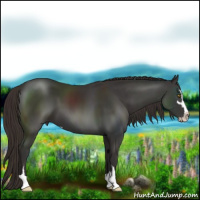 Horse Color:Liver Chestnut Sabino