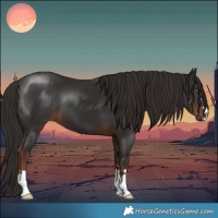 Horse Color:Liver Chestnut 