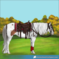 Horse Color:Bay Splash Tobiano Rabicano 