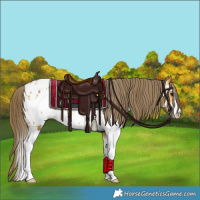 Horse Color:Buckskin Sabino Appaloosa Rabicano