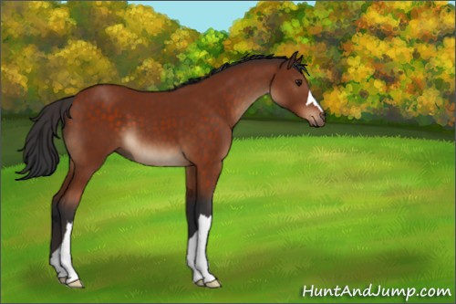 Horse Color:Brown