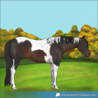 Horse Color:Brown Tobiano 