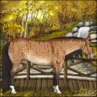 Horse Color:Buckskin Dun Brindle 