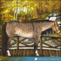 Horse Color:Buckskin Dun Brindle 