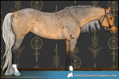 Horse Color:Silver Buckskin Roan