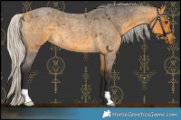 Horse Color:Silver Buckskin Roan 