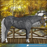 Horse Color:Platinum Silver Black Chinchilla