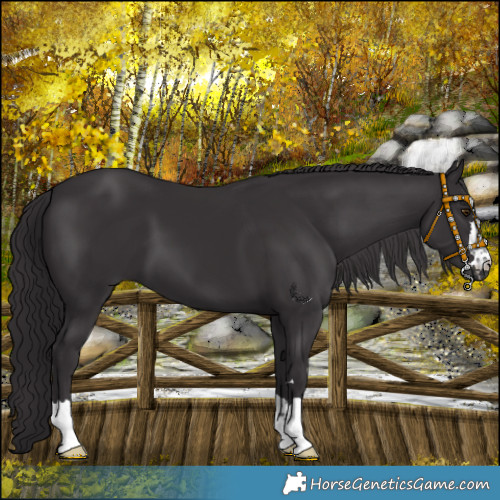 Horse Color:Platinum Smoky Black Chinchilla